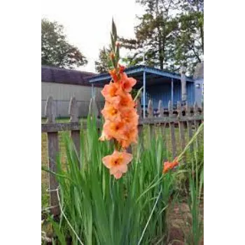 Organic Gladiolus Flowers