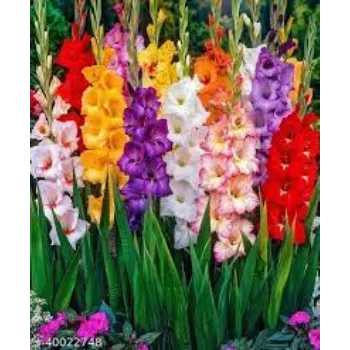 Fresh Gladiolus Flowers