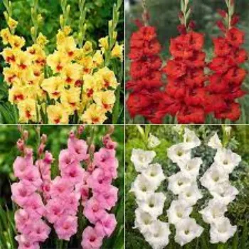 Natural Gladiolus Flowers