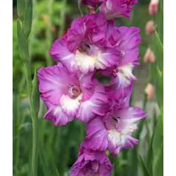 Organic Gladiolus Flowers