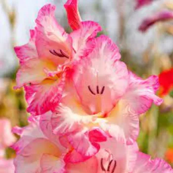 Fresh Gladiolus Flowers