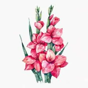 Fresh Gladiolus Flower