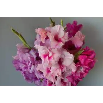 Fresh Gladiolus Flower