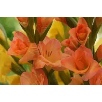 Fresh Gladiolus Flower