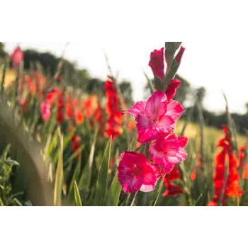 Common Gladiolus Flower