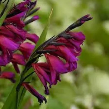 Natural Fresh Gladiolus Flower