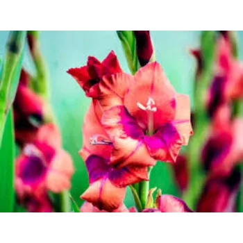 Organic Gladiolus Flowers