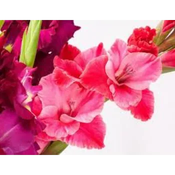 Natural Gladiolus Flower