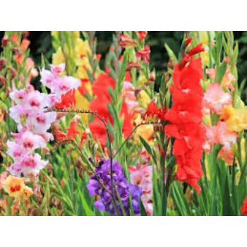 Fresh Gladiolus Flowers