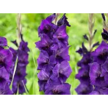 Natural Gladiolus Flowers