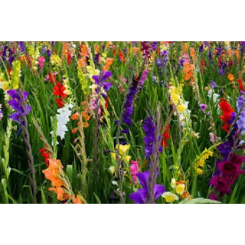 Organic Gladiolus Flowers
