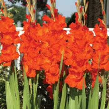 Natural Gladiolus Flowers