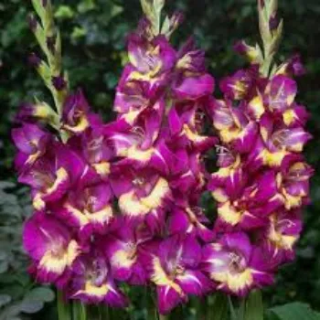 Fresh Gladiolus Flower