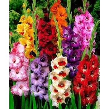 Gladiolus Flower