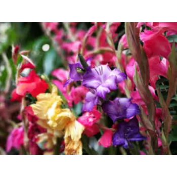 Fresh Gladiolus Flowers