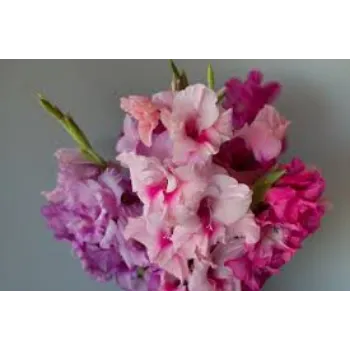 Fresh Gladiolus Flowers