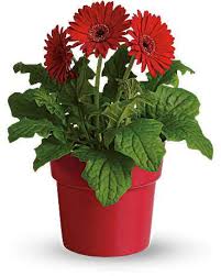 Gerbera Daisy Plant