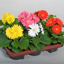 Gerbera Daisy Plant