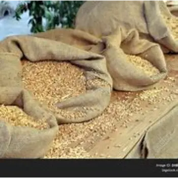 Fine Quality Grain Bags
