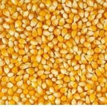 Organic Maize Seeds