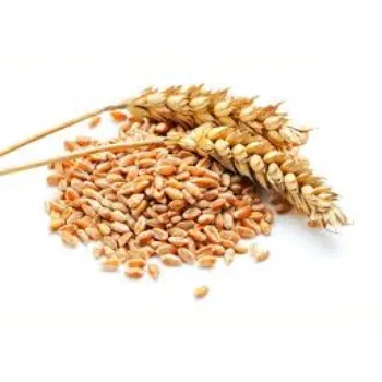 Natural Wheat Seeds