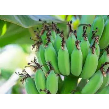 Common Green Banana