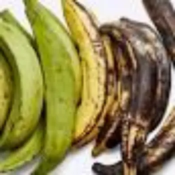 Natural Green Banana