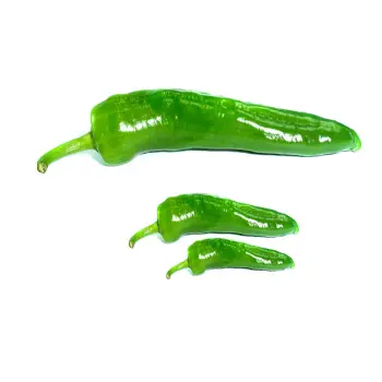 Common Green Chilli