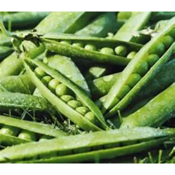 Natural Green Peas