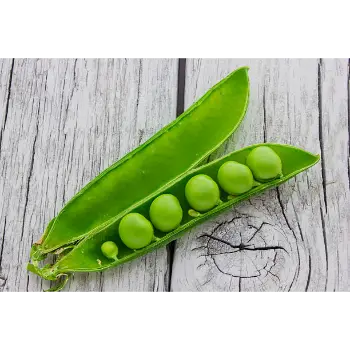 Common Green Peas