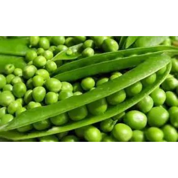 Common  Green Peas