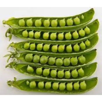 Common Green Peas