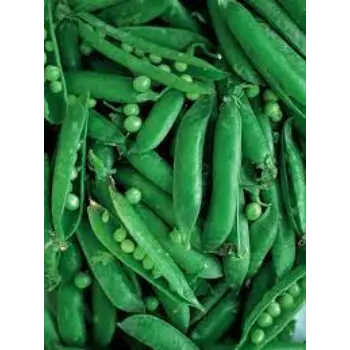 Common Frozen Peas