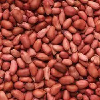 Common Groundnut Seeds