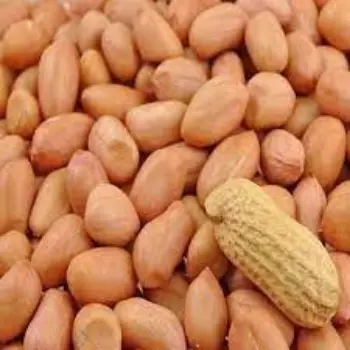Common Groundnut Seeds