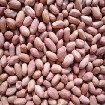 Common Groundnut Seeds