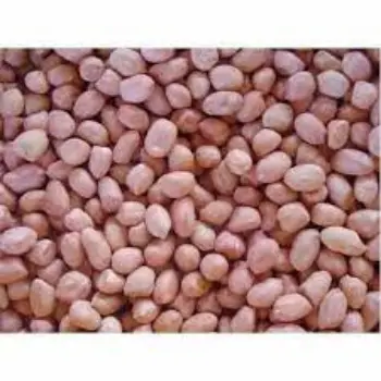 Common Groundnut Seeds