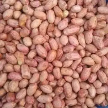 Natural Groundnut Seeds