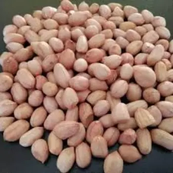 Common Groundnut Seeds