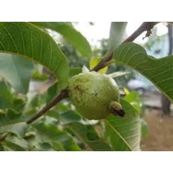 Organic Guava Plant Manufacturer