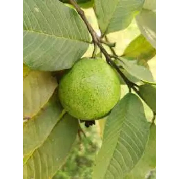 Guava Plant Manufacturer