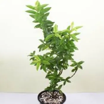 Natural Guava Plant