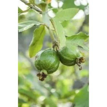 organic Guava Plant