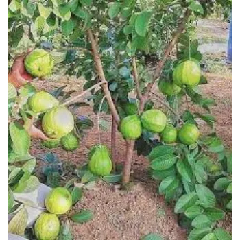 Natural Guava Plant