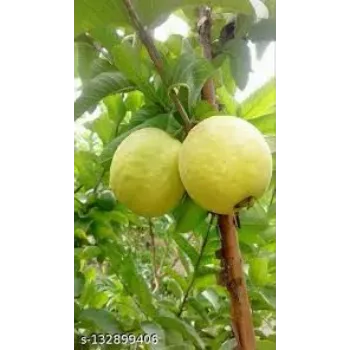 Common  Guava Plant