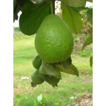 Organic Guava Plant