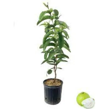 Natural Guava Plant