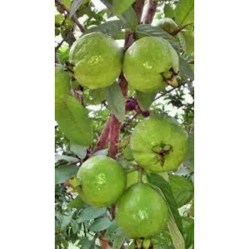 Natural Guava Plant
