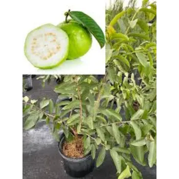 Guava Plant