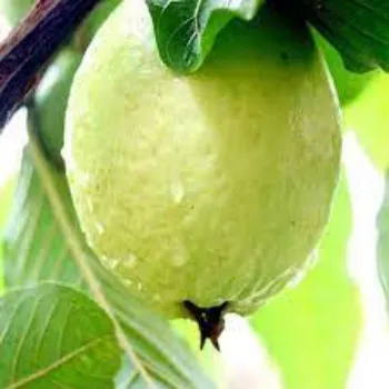 natural Guava Plant